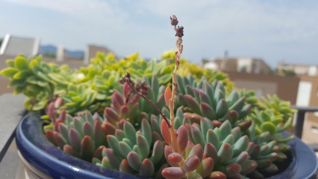 Apartment Garden Terrace